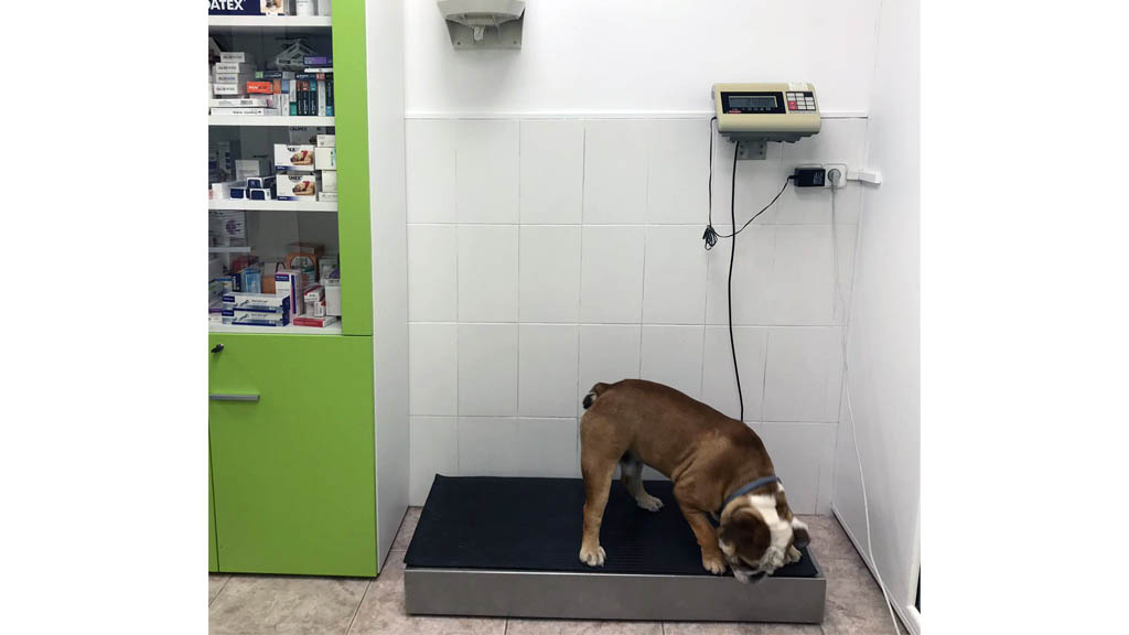 clinica veterinaria can pile