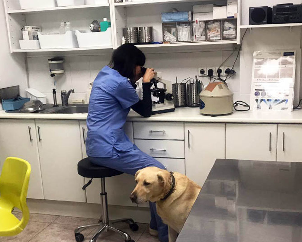 Imagen para Producto Laboratori veterinari de cliente Clínica Veterinària Can Pilé
